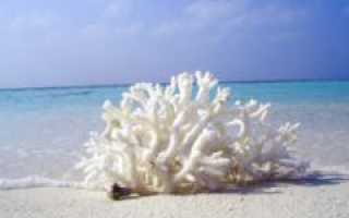 Коралловый пилинг для лица: омоложение силой моря