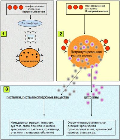 Механизм аллергической реакции