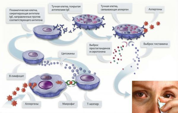 Механизм аллергической реакции