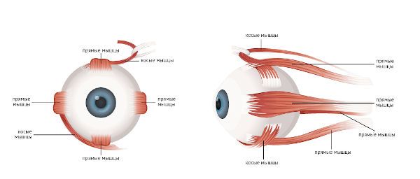 Глазодвигательные мышцы 