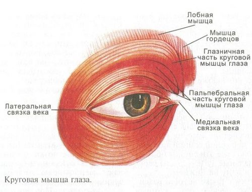 Гемифациальный спазм (лицевой гемиспазм)