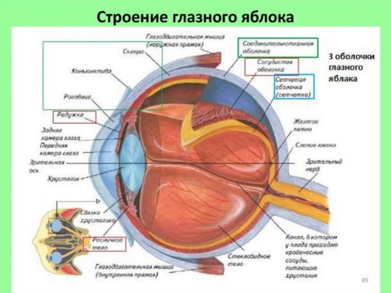 Строение глаза