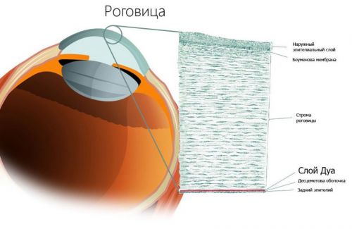 Анатомия роговицы глаза