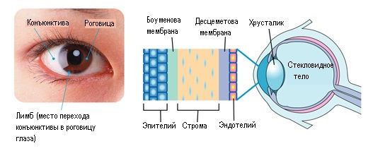 Строение роговицы глаза