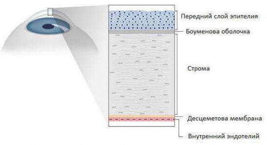 Строение роговицы