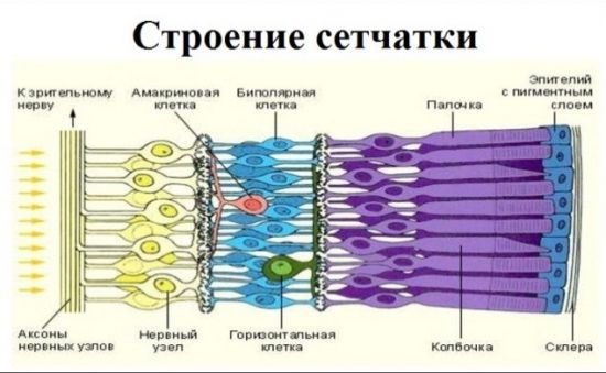 Строение сетчатки