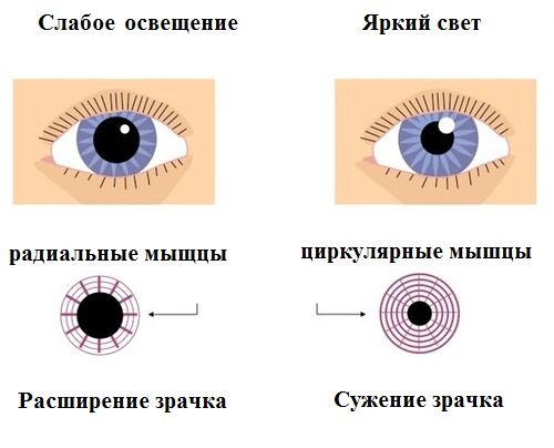 Беременность и зрение – на что обратить особое внимание? | KSA Silmakeskus