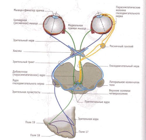 Схема дуги зрачкового рефлекса