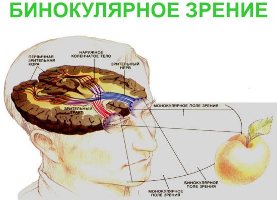 Бинокулярное зрение