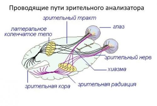 Зрительный анализатор